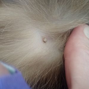 Possible Tick on Cat? D:
