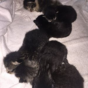 White "socks" on tabbies and black kittens with white facial markings?