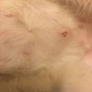 Kittens spay site...not normal