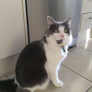Help with Australian cat food choices