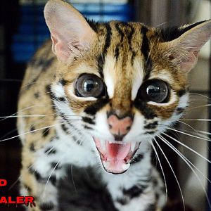 Meet Vlad the Impaler, a wild feral Asian Leopard Cat