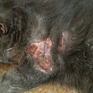 has anyone seen a similar abscess wound like this on a cat before? (warning, gross pic attached)