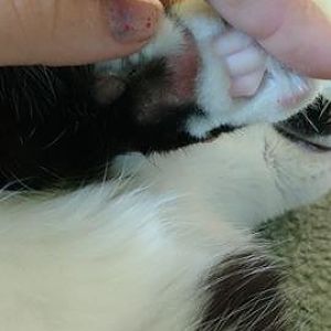 My cat's paw has a red bald spot. Not sure what to do- please help :(