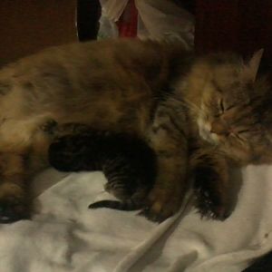pregnant cat