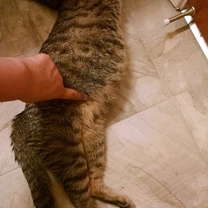 I believe my cat is 65 days pregnant, have questions