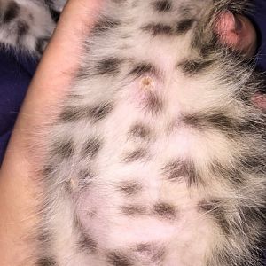 skin blisters on kitties tum, I'm worried