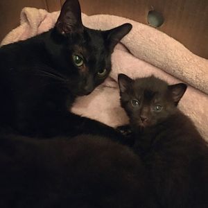 Mini's 4 Week Old Kittens