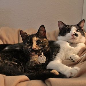 A few questions about resident kitten and new kitten interactions