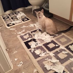 Naughty Cats Photo Contest! June 2016 Picture Of The Month