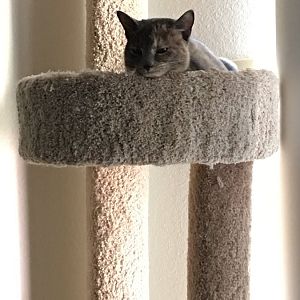 BMO watching the new kitten from the cat tree.