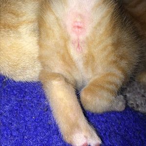 Determining sex of kitten