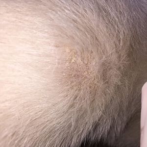 Flaky skin on 9wk old kitten?