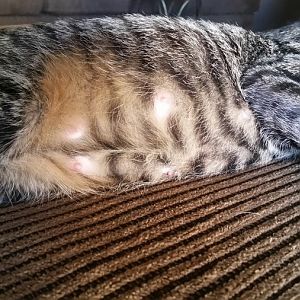 First Cat Pregnancy and I have a few questions.