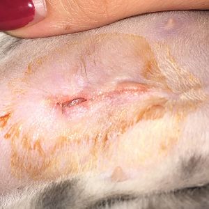 Spay incision open and clear/orange discharge!!!