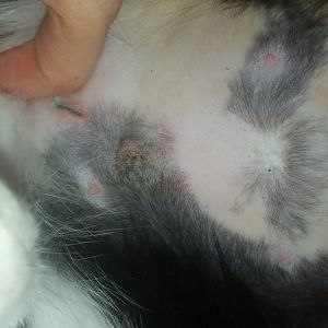 Worried about Spay healing