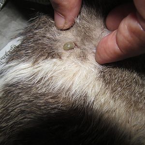 What is this on the kitten? :o please help (picture included)