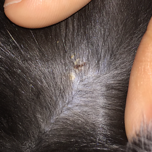 HELP! Does my cat have ringworm?