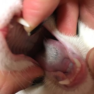 Kitten has black spotson tongue