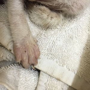 Strange lesion on kitten's hand?