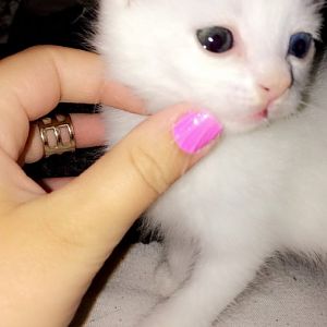Kitten with leaky eye