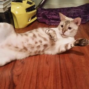 Vote for the naughtiest kitties! Picture Of The Month June 2016
