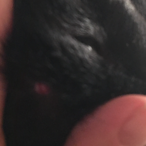 White nodule on cat's cheek - should I take her to the vet?  see photo