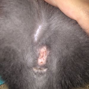 Is my cat pregnant?