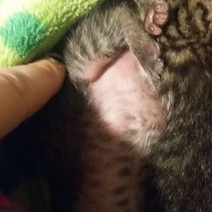 Pregnant cat.. So what now?