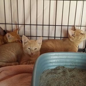 Picking up the 3 kittens tomorrow. Will be fostering them.
