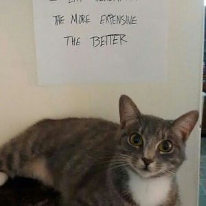 Cat shaming