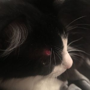 Cat's head is bleeding!