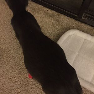 Socializing a stray cat, is this cat pregnant?