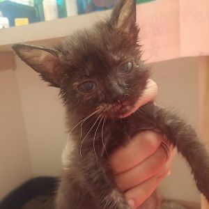 Caring for a 6 week kitten
