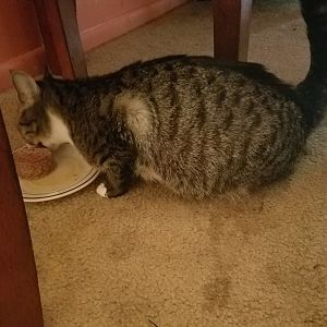 Is my cat pregnant??( please help