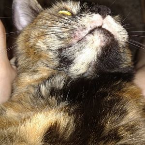 Swelling around cats mouth?
