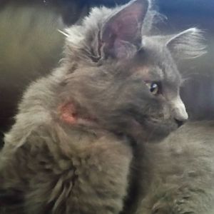 Kitten has sores and hair loss around neck