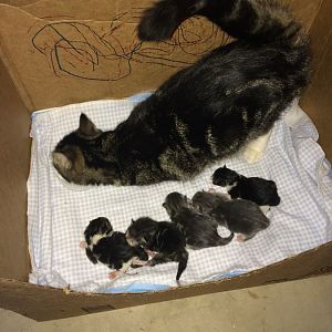 Is my new kitty pregnant?..  And Kittens!
