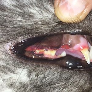 Very swollen gums in 6 months old Maine Coon