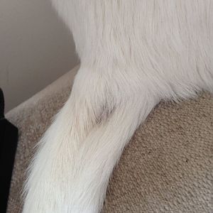 Red sore patch on cats tail :/