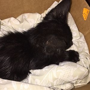 Found 6 week old stray kitten