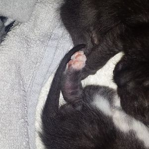 2week old kitten with a swollen leg