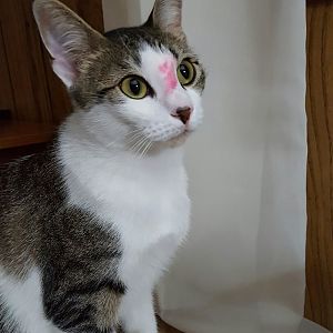 Get lipstick off cat?