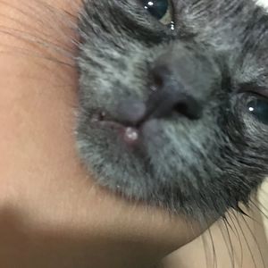 Bump on kitten's bottom lip