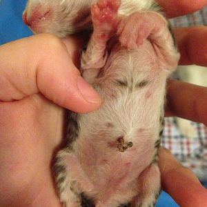 Premature kitten?