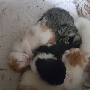 Help heavy pregnant cat