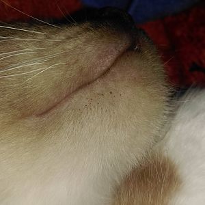 Black dots on kitty's chin?