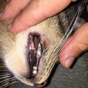 Cats lip appears to be enflamed