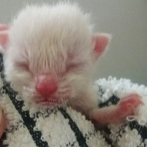newborn kittens very small runt :(