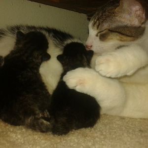 Mom distracted by trying to get her almost grown kitten from a previous pregnancy to join her one newborn kitten