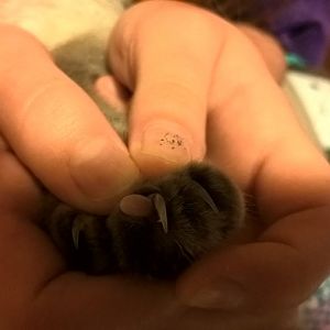 Ingrown claw on polydactyl
